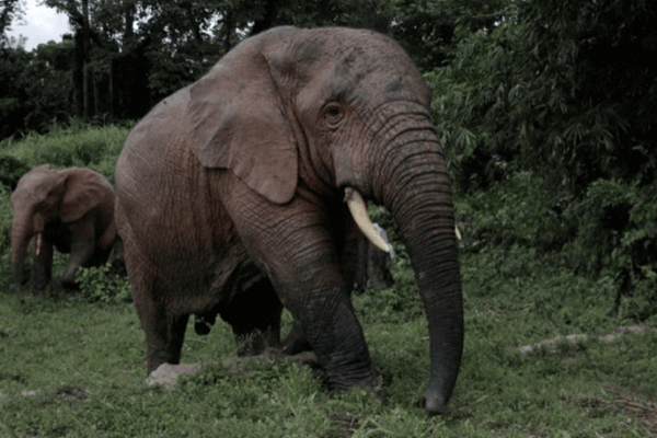 Elephants-Disrupt-Farming-Activities--In-Grand-Cape-Mount