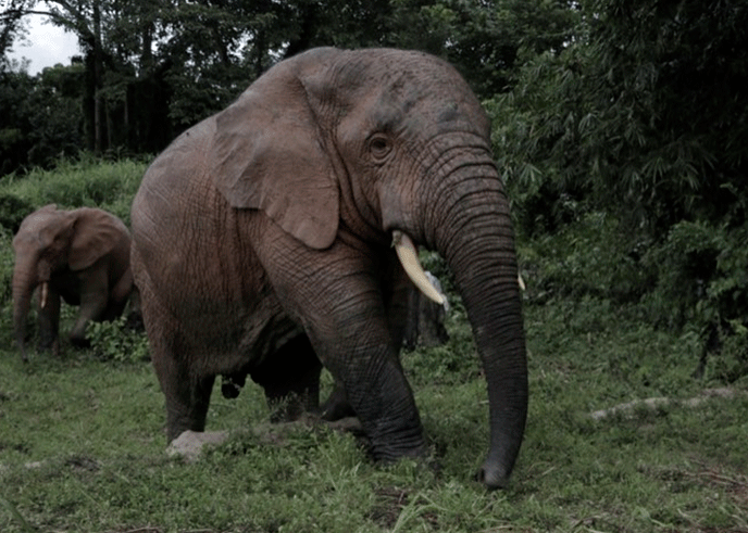 Elephants-Disrupt-Farming-Activities--In-Grand-Cape-Mount