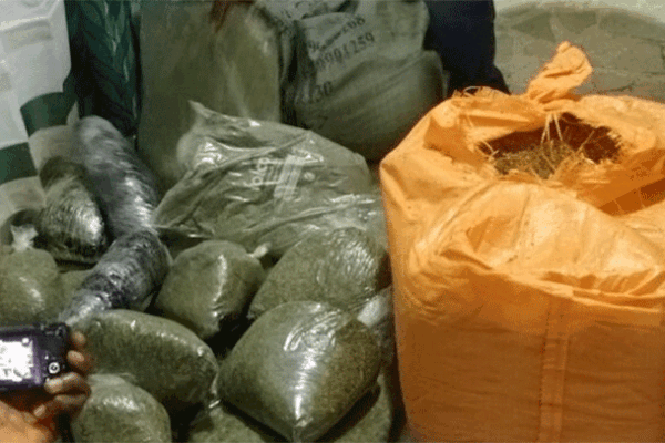 LDEA-Seizes-Over-US$800K-Worth-of-Kush