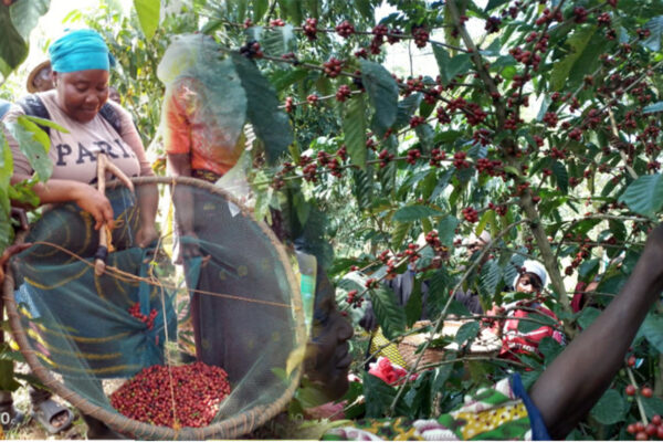 Coffee-Harvest-Initiative-Takes-Off