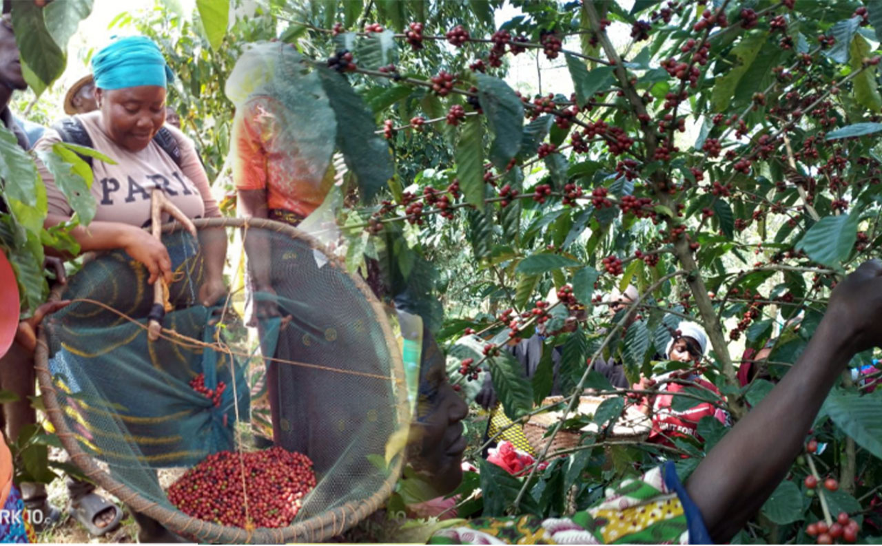 Coffee-Harvest-Initiative-Takes-Off