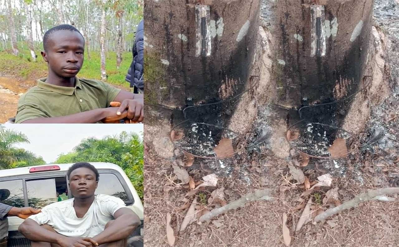 Jeetys-Rubber-Plantation--on-fire-Suspected-Arson-Attackers-Joe-Bono-and-Abraham-Kpannah.