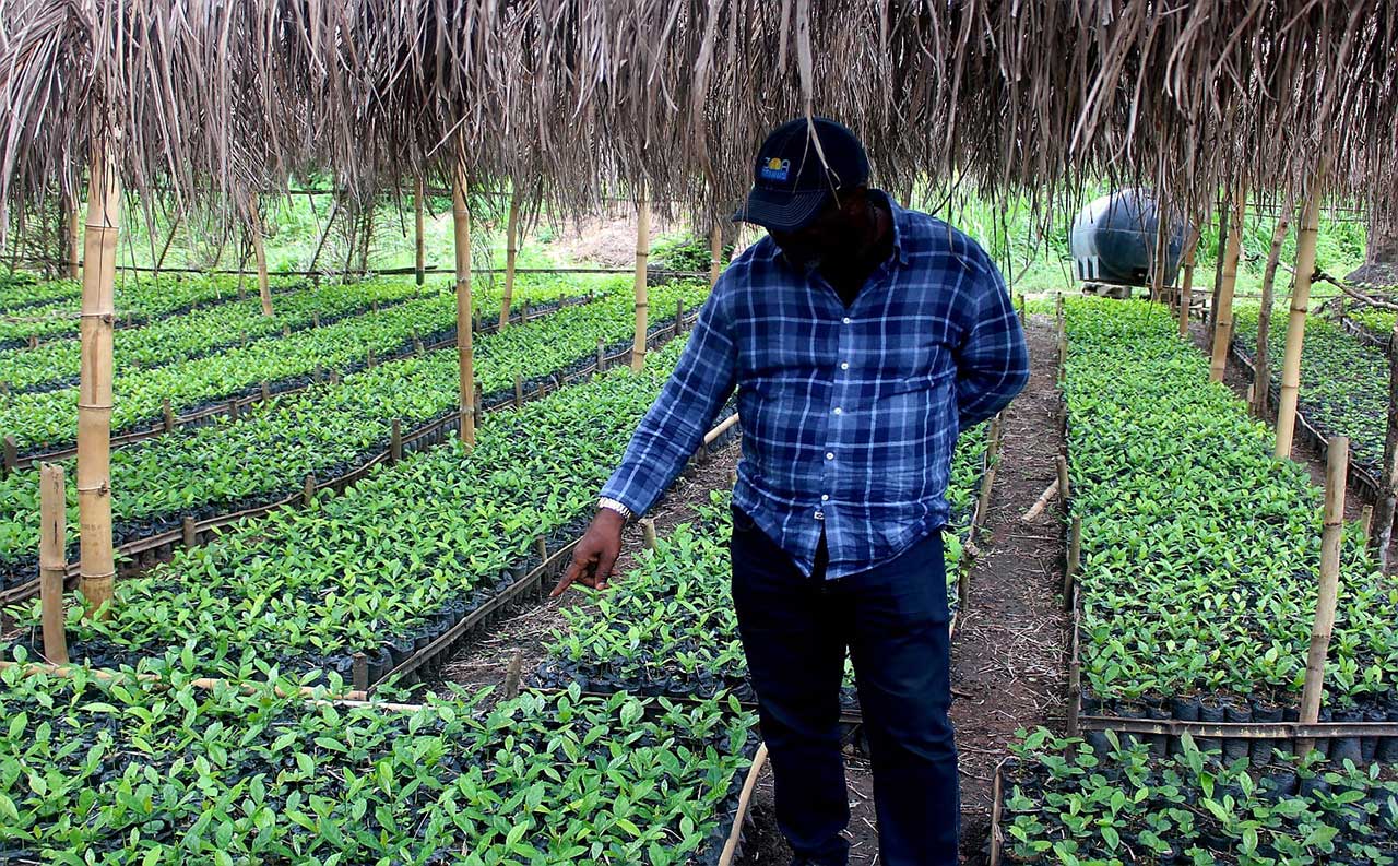 Farmers-Applaud-Pres.-Boakai-As-LACRA,-IITA-Expand-Historic-140,000-Coffee-Seedling-Project-To-Lofa,-Bong-Nimba